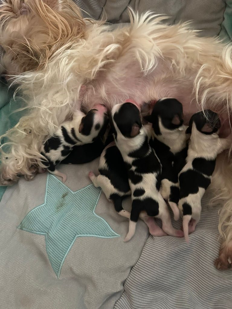 Biewer Yorkshire Terrier mit ihren Welpen