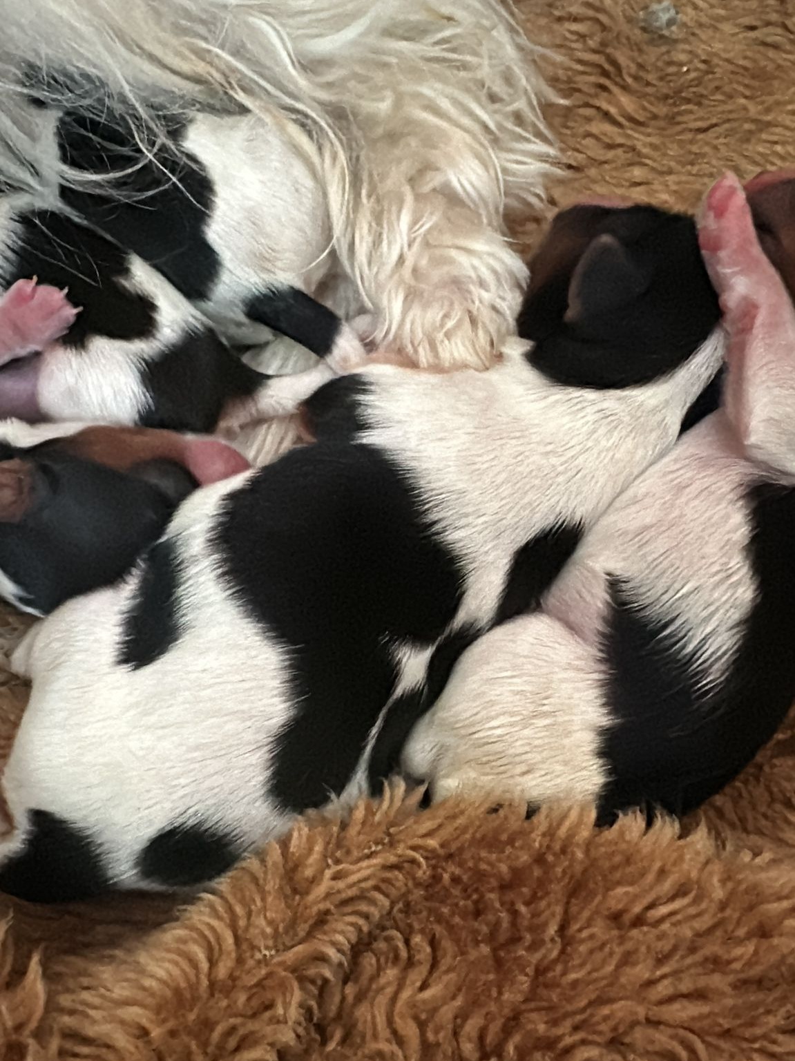 Biewer Yorkshire Terrier mit ihren Welpen